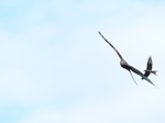 FZ023638 Red kites (Milvus milvus).jpg